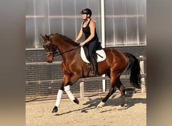 KWPN, Étalon, 9 Ans, 164 cm