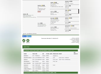 KWPN, Étalon, 9 Ans, 171 cm, Bai brun