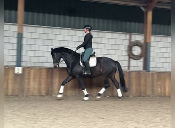 KWPN, Étalon, 9 Ans, 171 cm, Bai brun