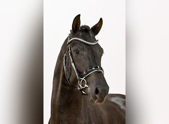 KWPN, Étalon, 2 Ans, 167 cm, Noir