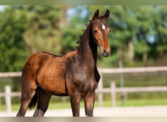 KWPN, Étalon, Poulain (05/2025), 140 cm, Bai brun foncé