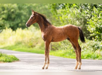 KWPN, Étalon, Poulain (03/2025), 167 cm, Bai