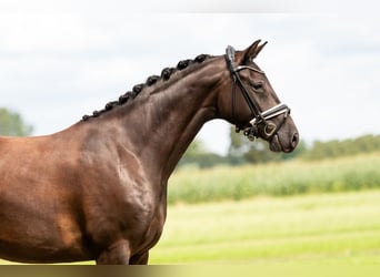 KWPN, Étalon, Poulain (03/2025), 167 cm, Bai