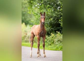 KWPN, Étalon, Poulain (03/2025), 167 cm, Bai