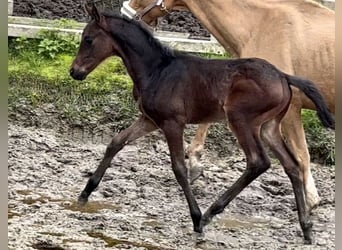 KWPN, Étalon, Poulain (03/2023), 167 cm
