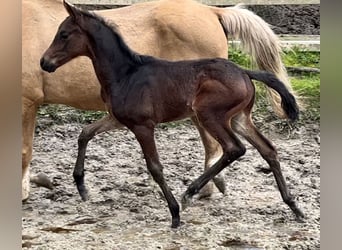 KWPN, Étalon, Poulain (03/2023), 167 cm
