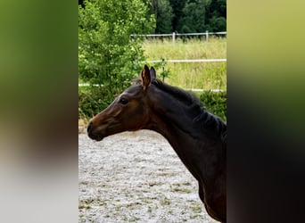 KWPN, Étalon, Poulain (03/2023), 167 cm