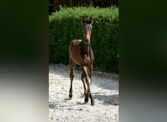 KWPN, Étalon, Poulain (03/2023), 167 cm