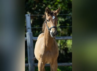 KWPN, Étalon, Poulain (04/2026), 170 cm