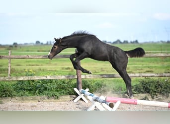 KWPN, Étalon, Poulain (05/2026), 170 cm, Peut devenir gris