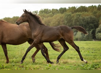 KWPN, Étalon, Poulain (04/2024), 173 cm, Bai brun