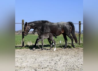 KWPN, Étalon, Poulain (03/2026), 175 cm, Noir