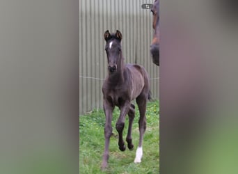 KWPN, Étalon, Poulain (03/2026), 175 cm, Noir