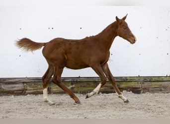 KWPN, Étalon, Poulain (06/2024), Alezan