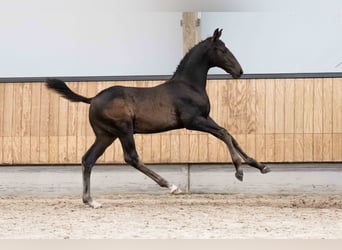 KWPN, Étalon, Poulain (06/2026), Bai brun