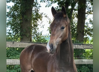 KWPN, Étalon, Poulain (02/2025), Bai brun