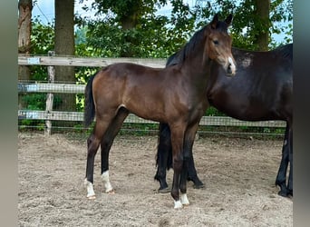 KWPN, Étalon, Poulain (02/2025), Bai brun