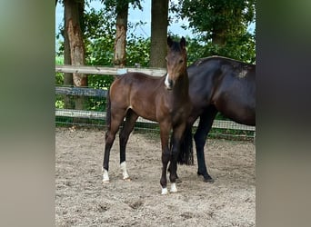 KWPN, Étalon, Poulain (02/2025), Bai brun