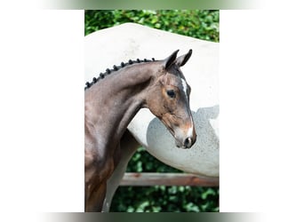 KWPN, Étalon, Poulain (04/2026), Bai brun