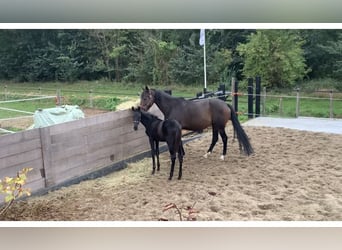 KWPN, Étalon, Poulain (05/2025), Bai brun foncé