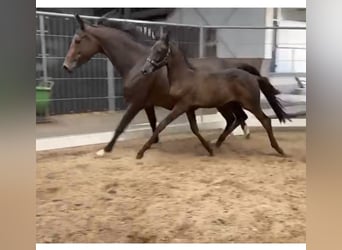 KWPN, Étalon, Poulain (05/2025), Bai brun foncé