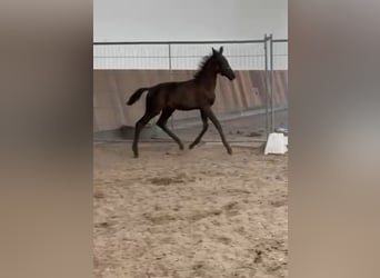 KWPN, Étalon, Poulain (05/2025), Bai brun foncé