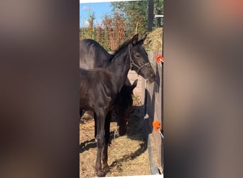 KWPN, Étalon, Poulain (05/2025), Bai brun foncé