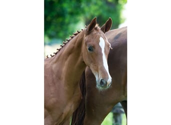 KWPN, Étalon, Poulain (03/2026), Bai cerise