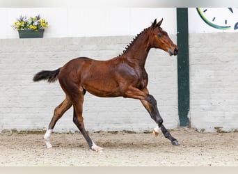 KWPN, Étalon, Poulain (02/2026), Bai cerise