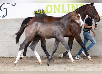 KWPN, Étalon, Poulain (03/2026), Bai cerise