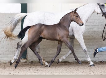 KWPN, Étalon, Poulain (05/2026), Bai cerise