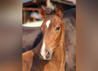 KWPN, Étalon, Poulain (03/2025), Bai