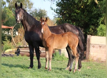 KWPN, Étalon, Poulain (03/2025), Bai