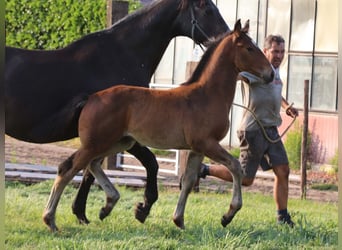 KWPN, Étalon, Poulain (03/2025), Bai