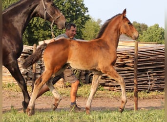 KWPN, Étalon, Poulain (03/2025), Bai