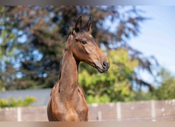KWPN, Étalon, Poulain (05/2023), Bai