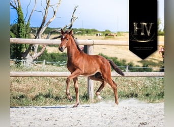 KWPN, Étalon, Poulain (01/2025), Bai