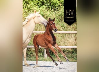 KWPN, Étalon, Poulain (01/2025), Bai