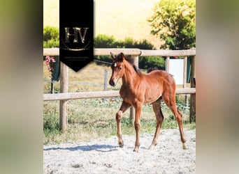 KWPN, Étalon, Poulain (01/2025), Bai