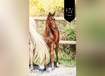 KWPN, Étalon, Poulain (01/2025), Bai