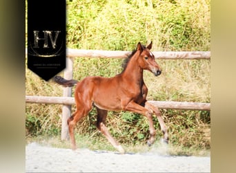 KWPN, Étalon, Poulain (01/2025), Bai