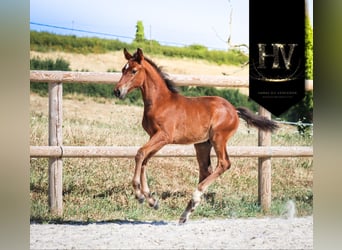 KWPN, Étalon, Poulain (01/2025), Bai