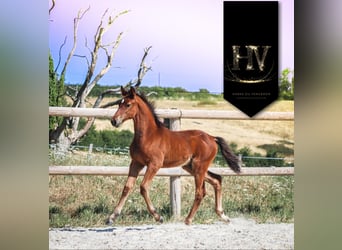 KWPN, Étalon, Poulain (01/2025), Bai