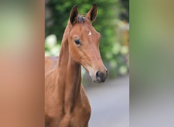 KWPN, Étalon, Poulain (04/2025), Bai