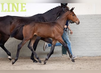 KWPN, Étalon, Poulain (06/2026), Bai