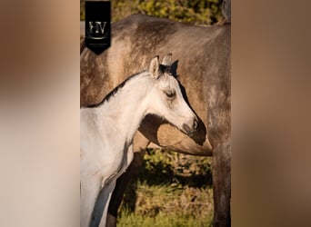 KWPN, Étalon, Poulain (01/2026), Buckskin