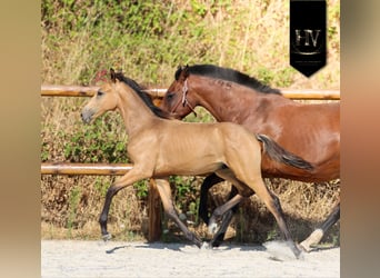 KWPN, Étalon, Poulain (01/2026), Buckskin