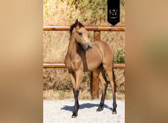 KWPN, Étalon, Poulain (01/2026), Buckskin