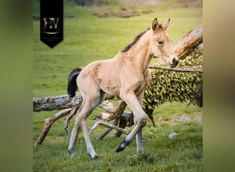 KWPN, Étalon, Poulain (01/2026), Buckskin