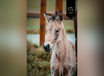 KWPN, Étalon, Poulain (01/2026), Buckskin